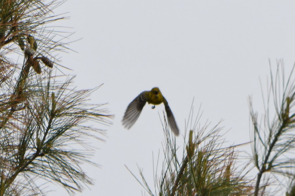 Warbler, Pine, 2018-05143055 Mount Auburn Cemetery, MA.JPG - Pine Warbler. Mount Auburn Cemetery, MA, 5-14-2018